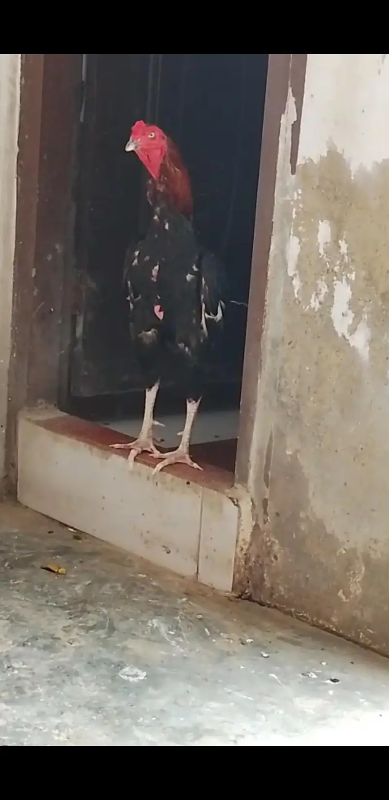 Barmy Thailand ceros — photo 3