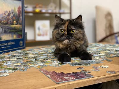 Persian Double Coated Cat