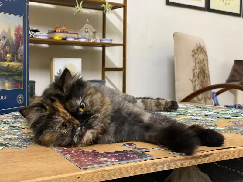 Persian Double Coated Cat — photo 2