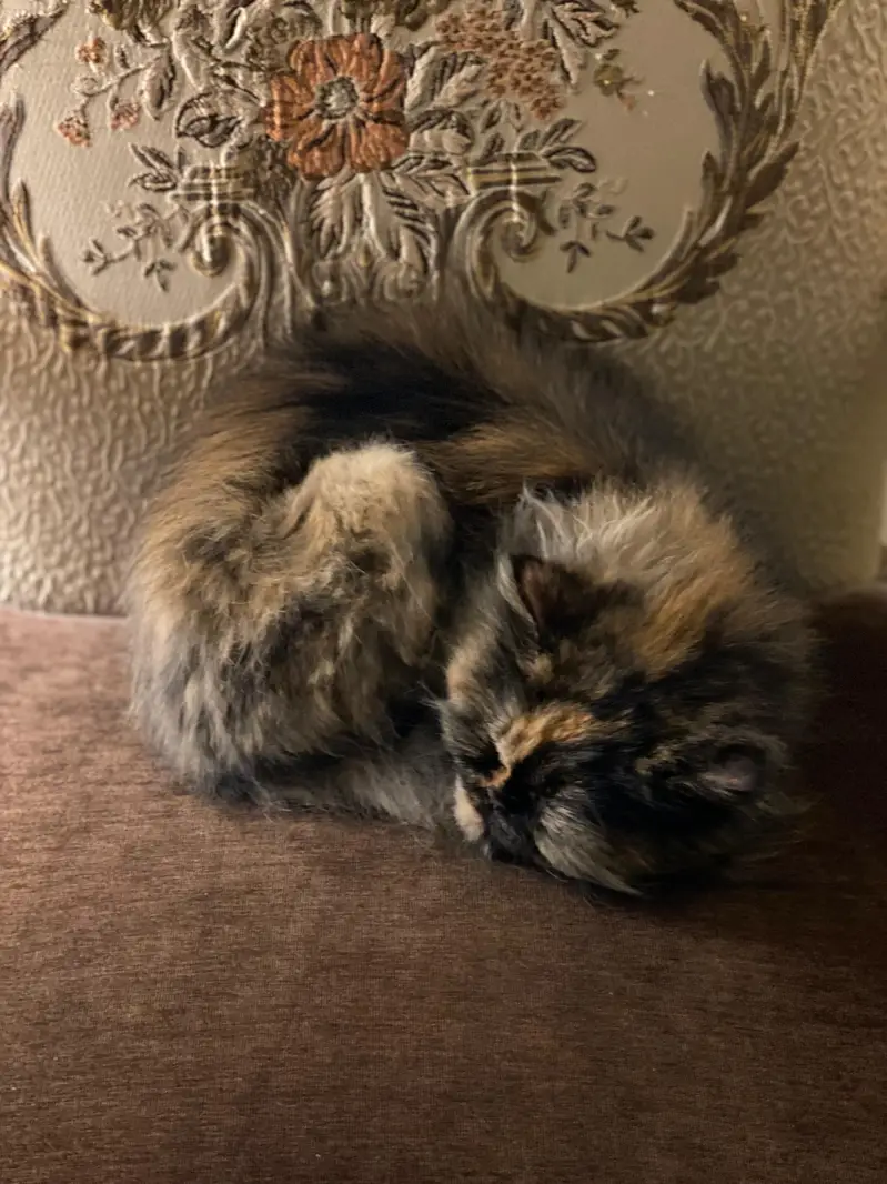 Persian Double Coated Cat — photo 4