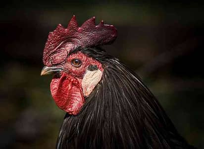 Hen Seller