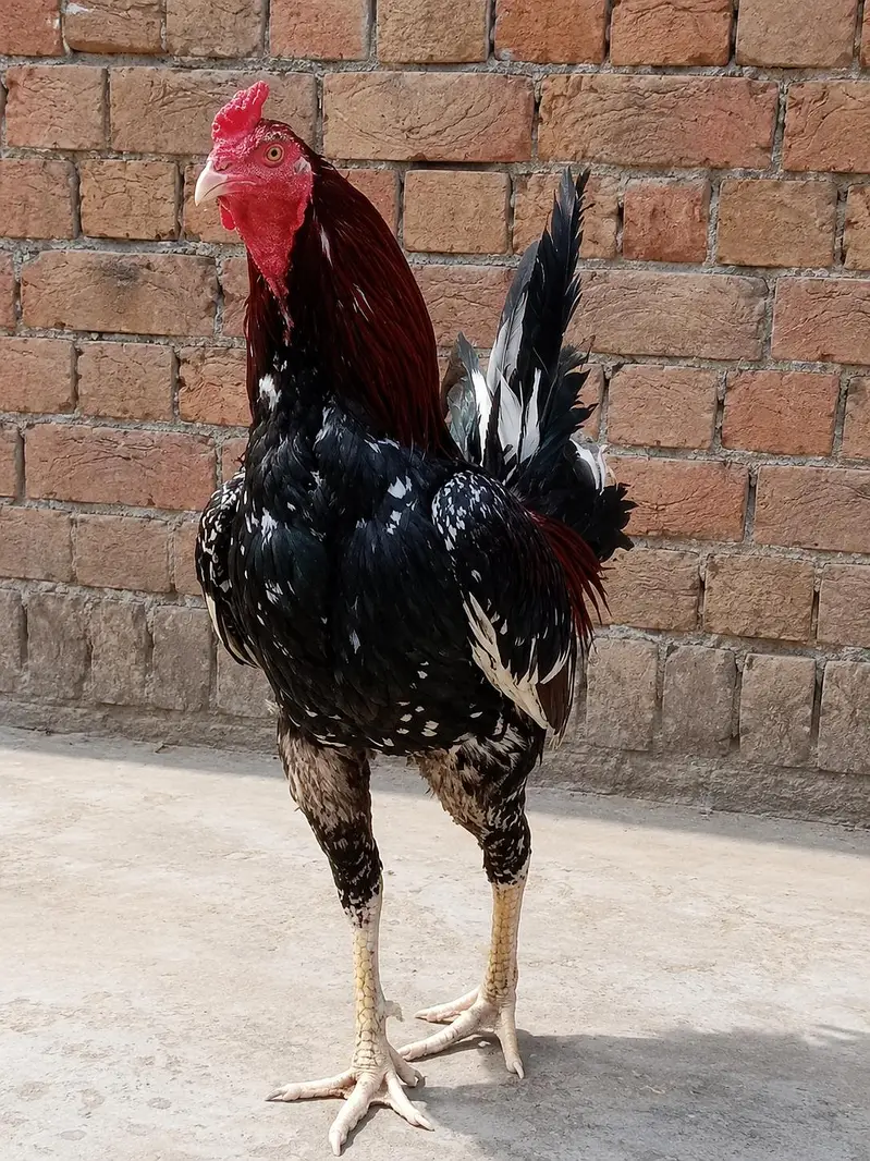 murga Aseel1 years murgi 10Months — photo 4