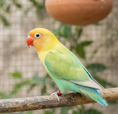 love birds