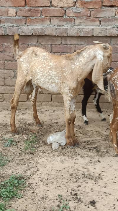 1 pregnant bakri + 2 breeder bakray