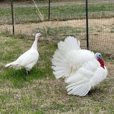 Pure white Turkey birds for sale