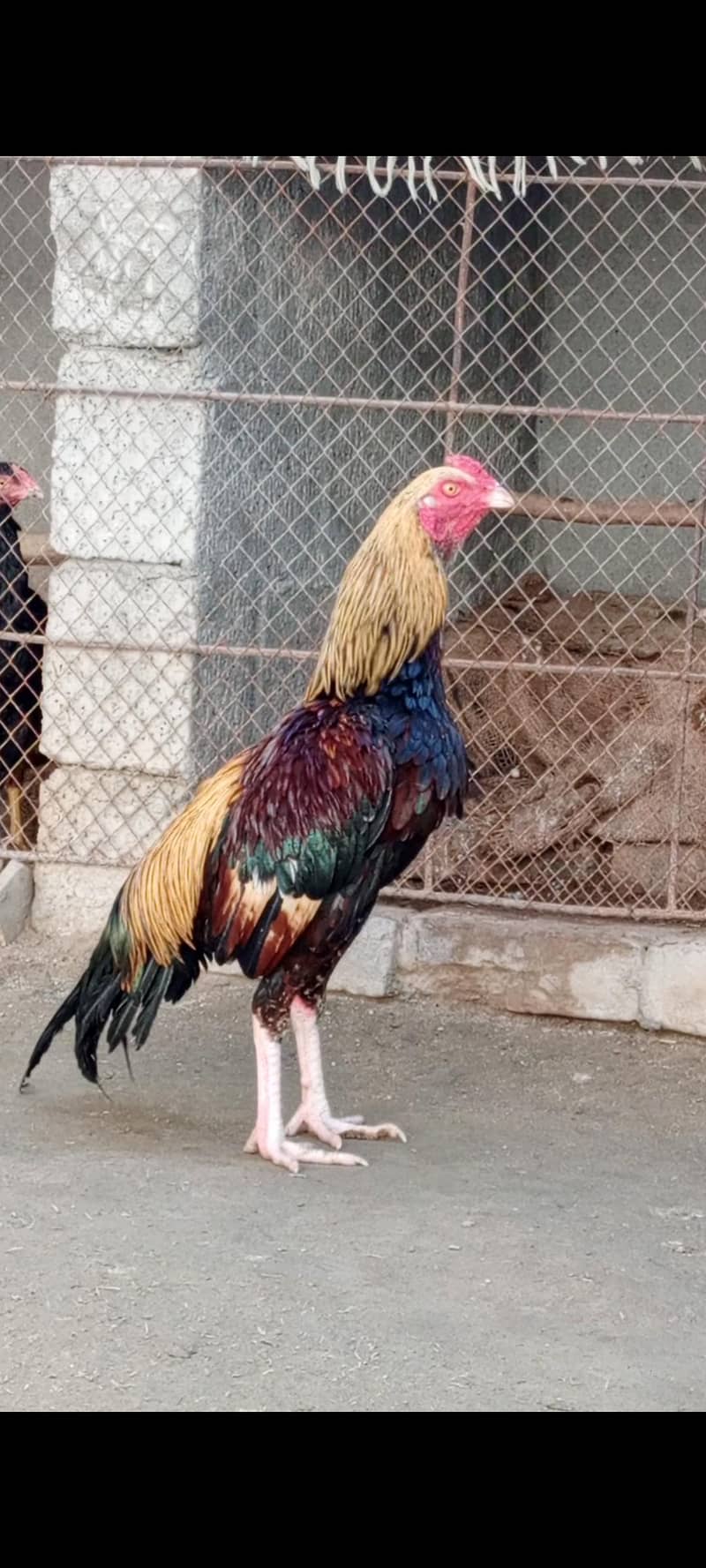 Mahandi Java Aseel 0