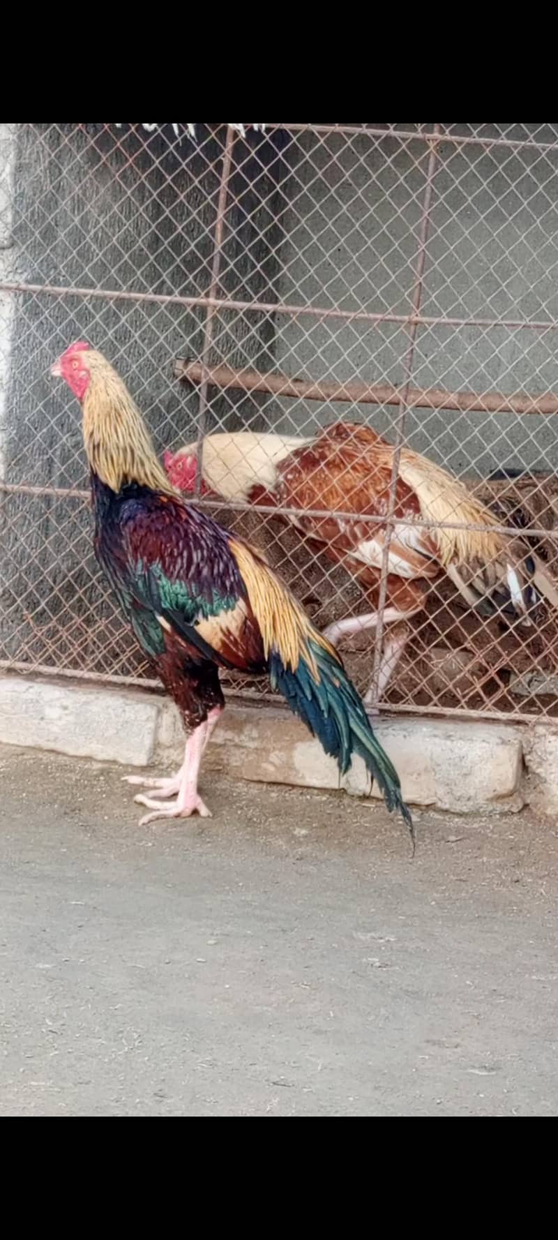 Mahandi Java Aseel 2