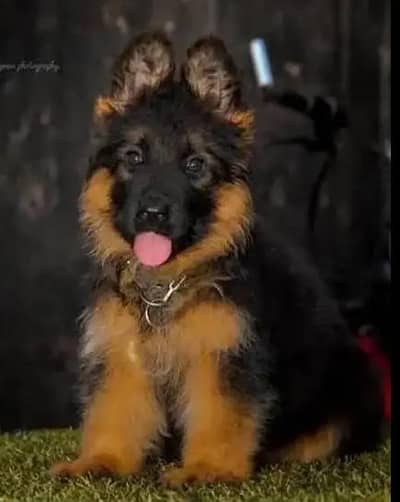 German Shepherd puppies long cot for sale my WhatsApp. 03493731440