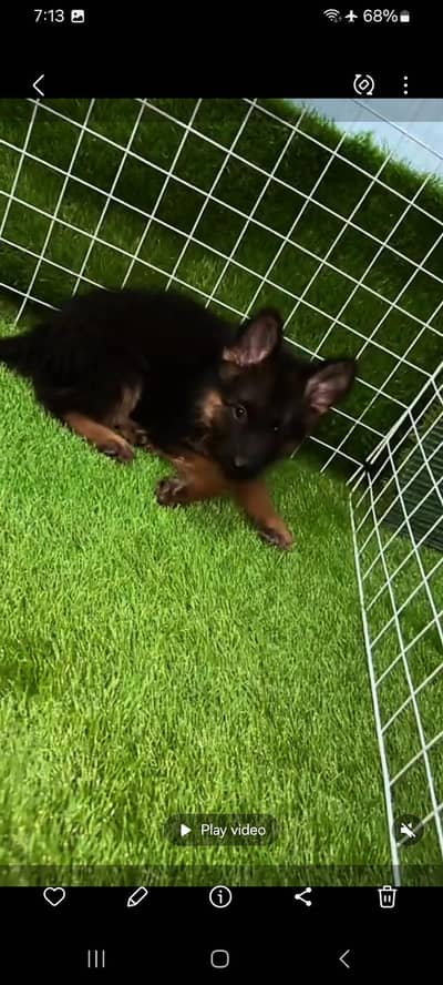 German Shepherd puppies long cot for sale my WhatsApp. 03493731440