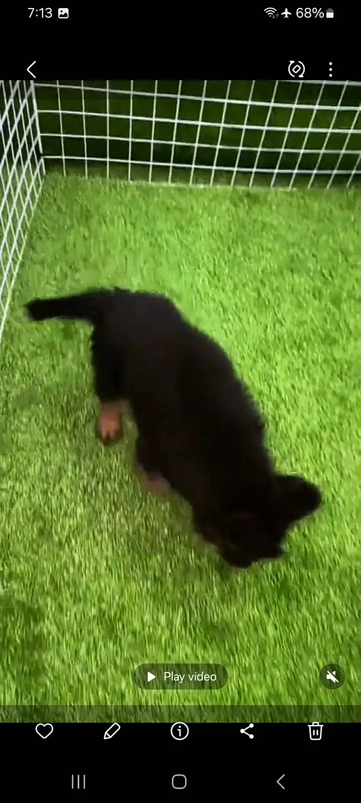German Shepherd puppies long cot for sale my WhatsApp. 03493731440 — photo 2
