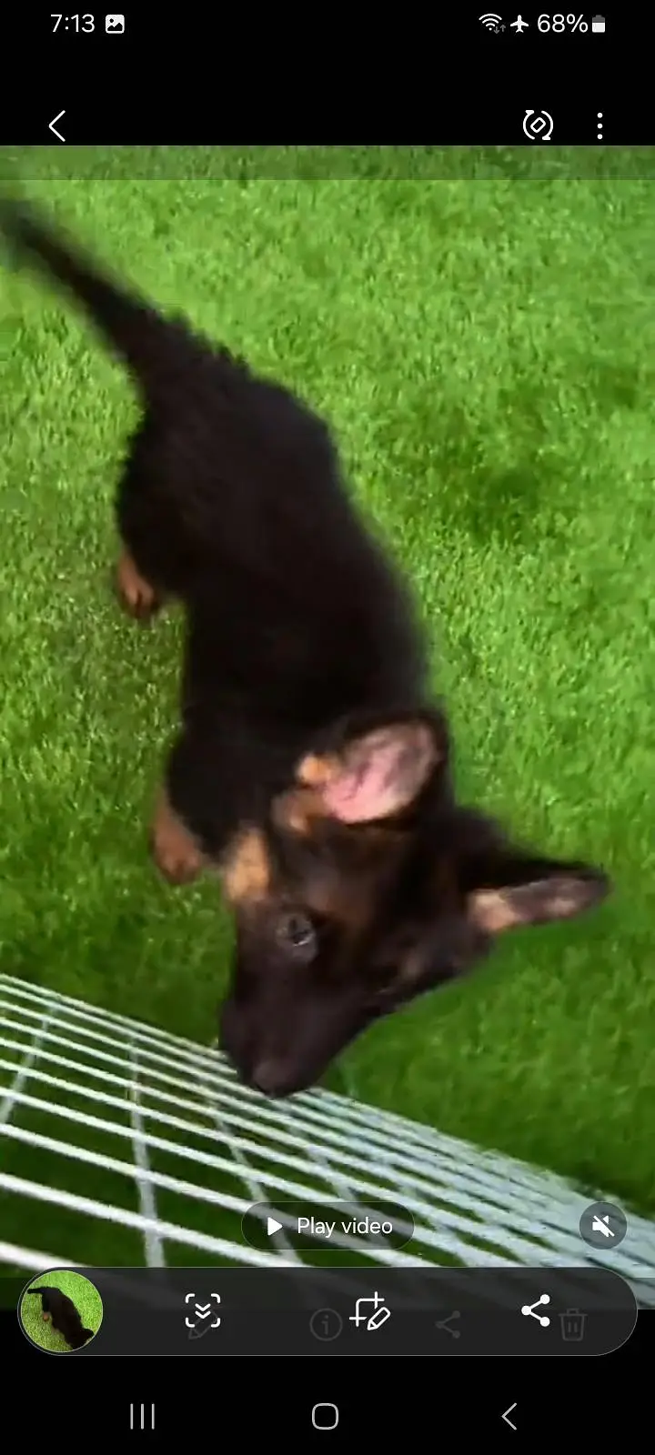 German Shepherd puppies long cot for sale my WhatsApp. 03493731440 — photo 3