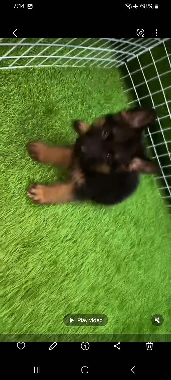 German Shepherd puppies long cot for sale my WhatsApp. 03493731440 — photo 4