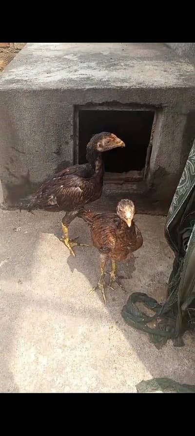 Aseel pair for sale