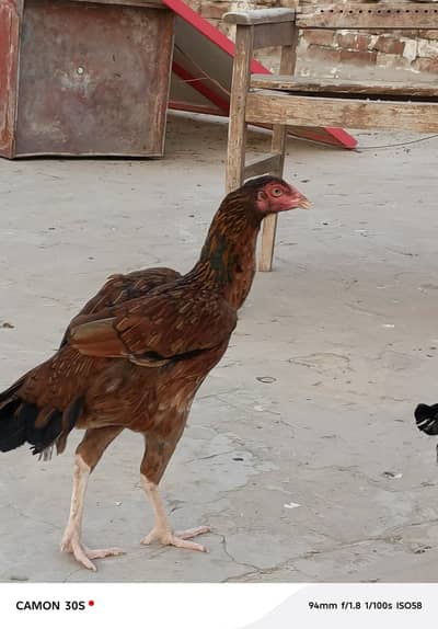 lasani cross madi for sale long height