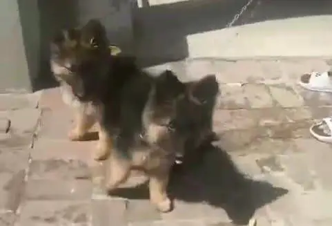 German Shepherd puppies long cot for sale my WhatsApp. 03493731440 — photo 3