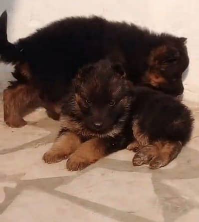 German Shepherd puppies long cot for sale my WhatsApp. 03493731440