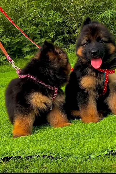 German Shepherd puppies long cot for sale my WhatsApp. 03493731440
