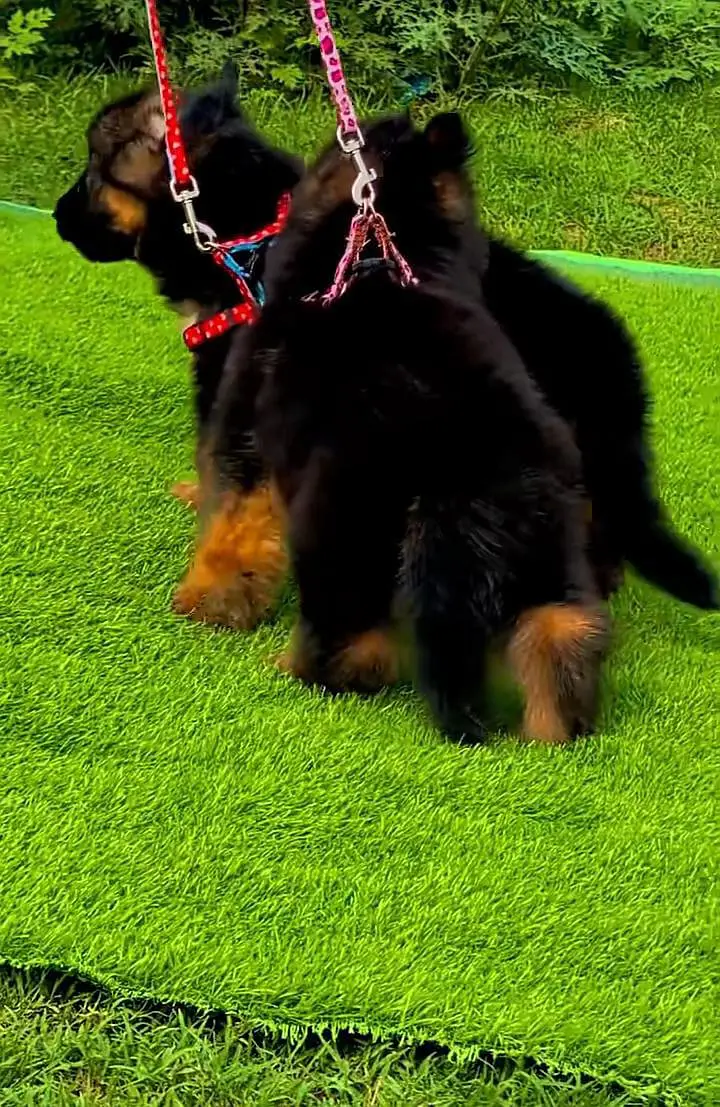 German Shepherd puppies long cot for sale my WhatsApp. 03493731440 — photo 2