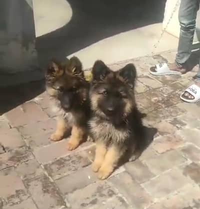German Shepherd puppies long cot for sale my WhatsApp. 03493731440