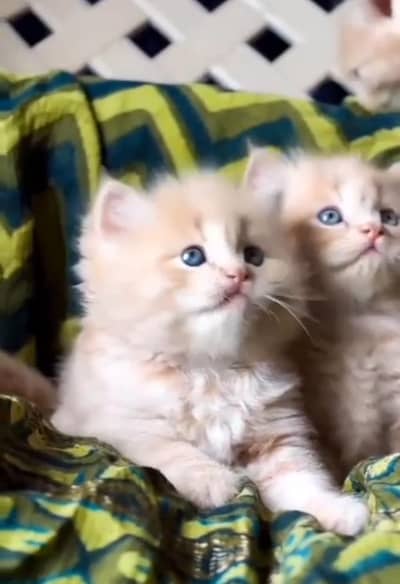 Persian kitten triple Qout. for. . sale my WhatsApp03493731440