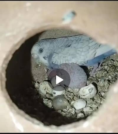 Budgies pair with chicks