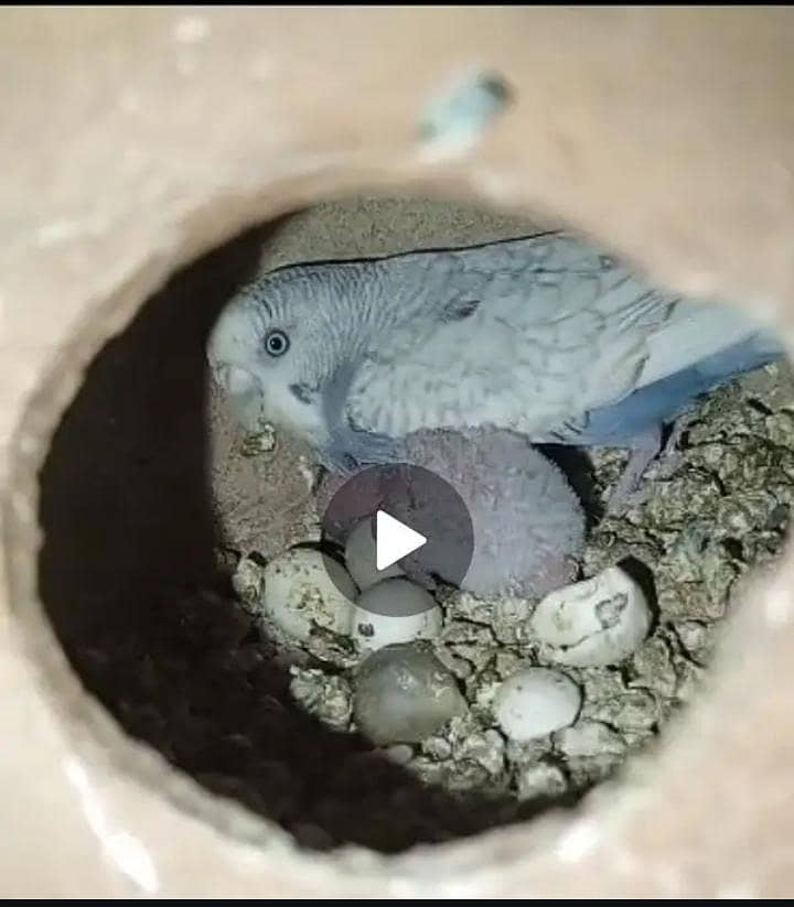 2 Budgies pair 0