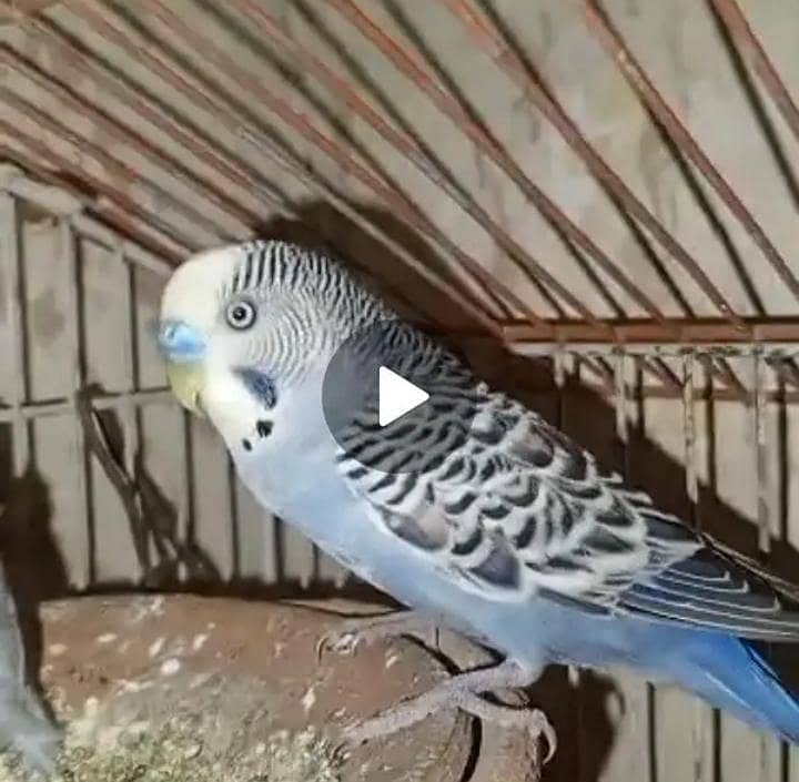 2 Budgies pair 1