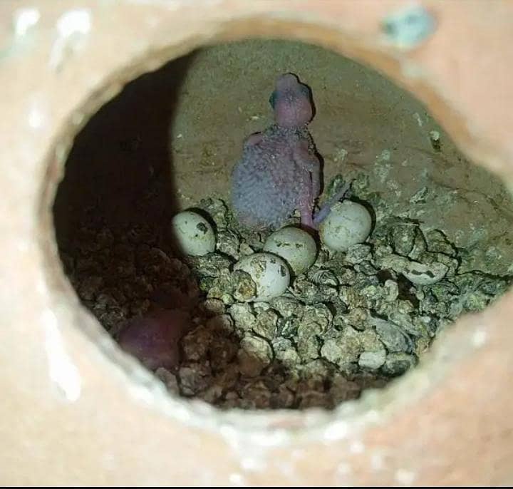 2 Budgies pair 2