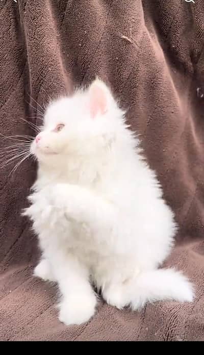 Persian kitten triple Qout. for. . sale my WhatsApp03493731440
