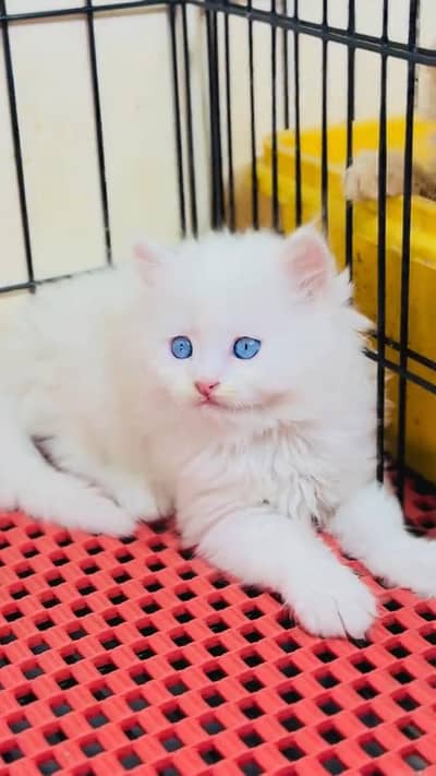 beautiful Persian female for sale