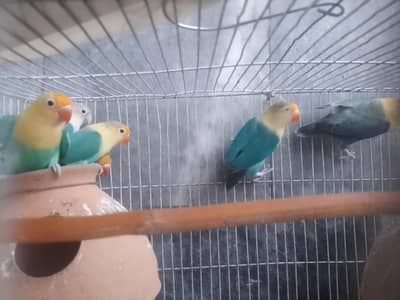 Love Birds-Healthy and active for sale
