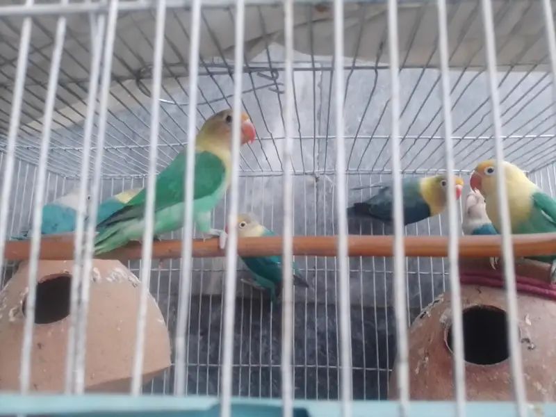 Love Birds-Healthy and active for sale — photo 2