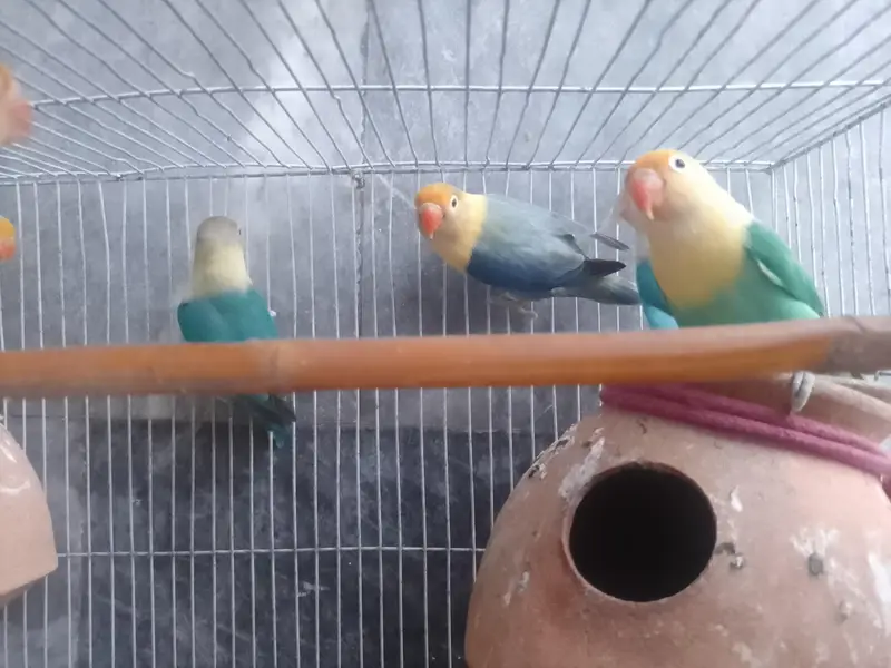 Love Birds-Healthy and active for sale — photo 3