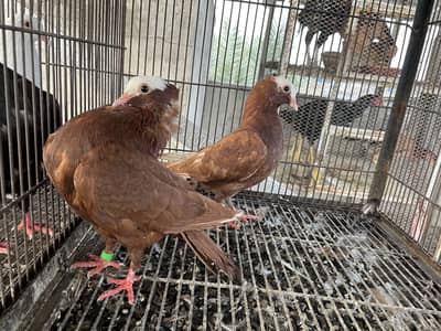 Breeder red german mukhi