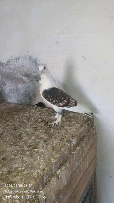 beautiful sentient chick. and king male and dasi ducks.