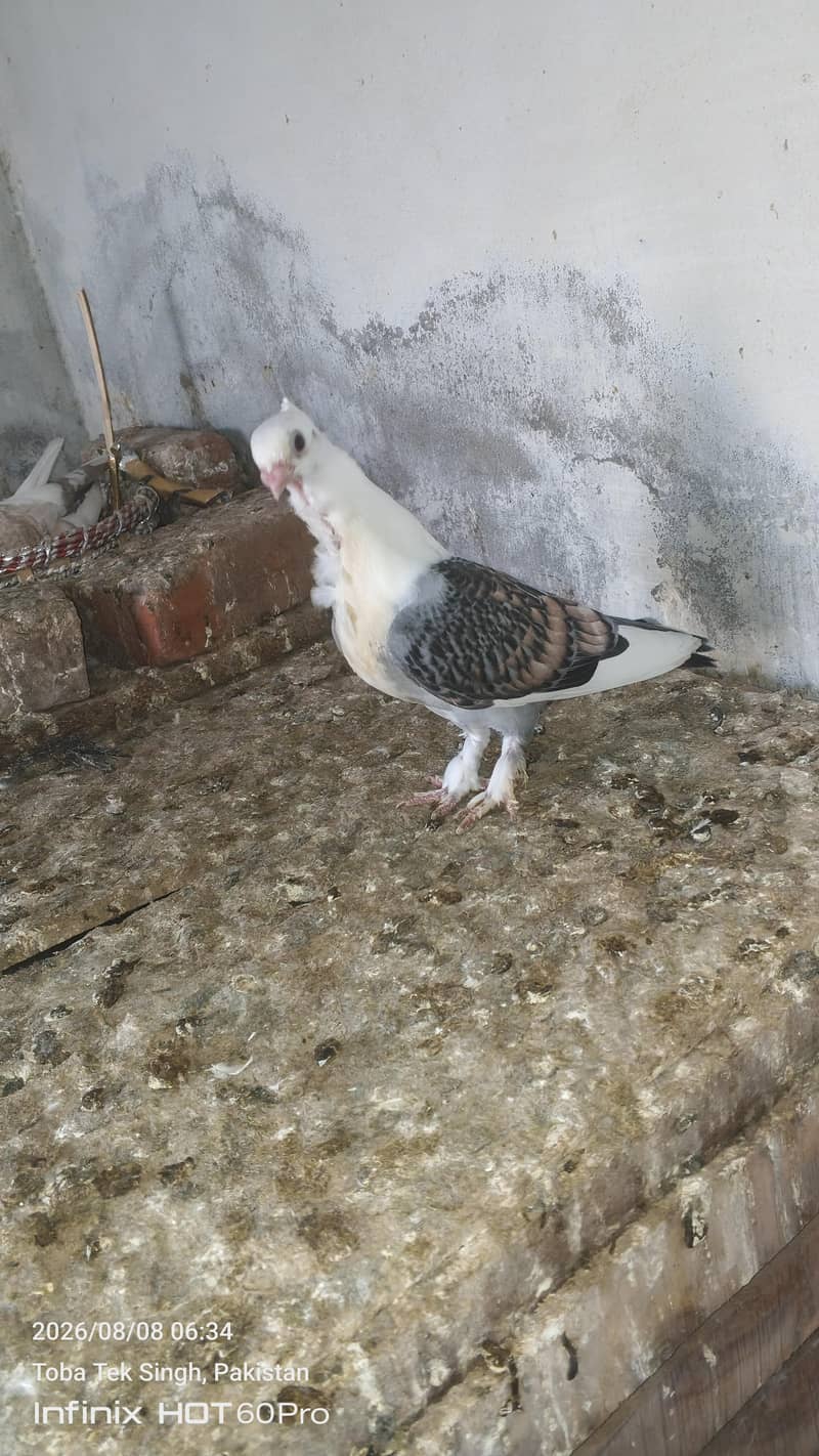 beautiful sentient chick. and king male and dasi ducks. 1
