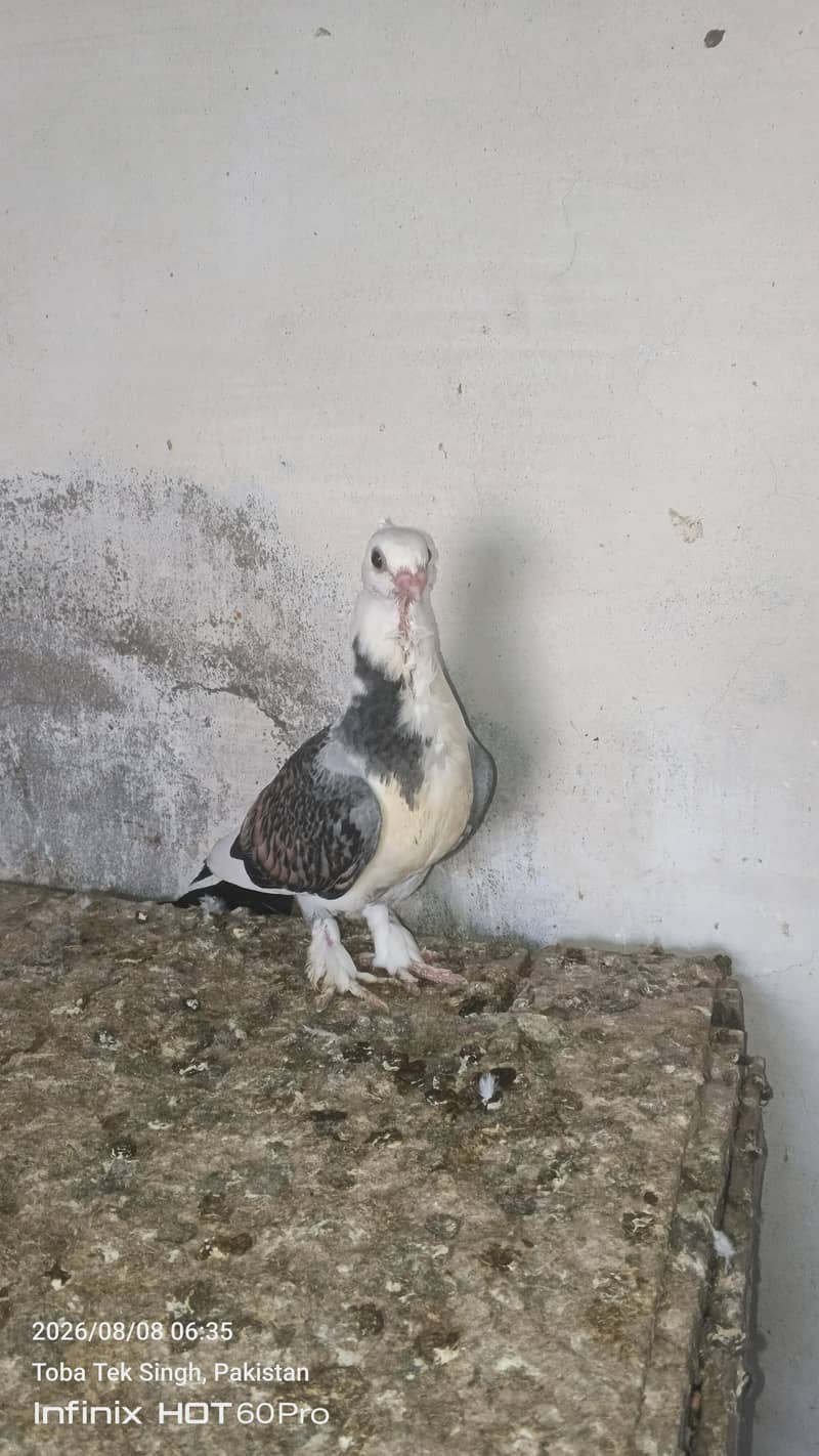 beautiful sentient chick. and king male and dasi ducks. 2
