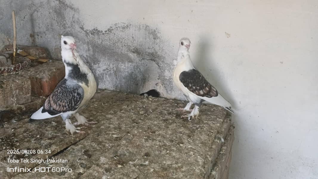 beautiful sentient chick. and king male and dasi ducks. 3