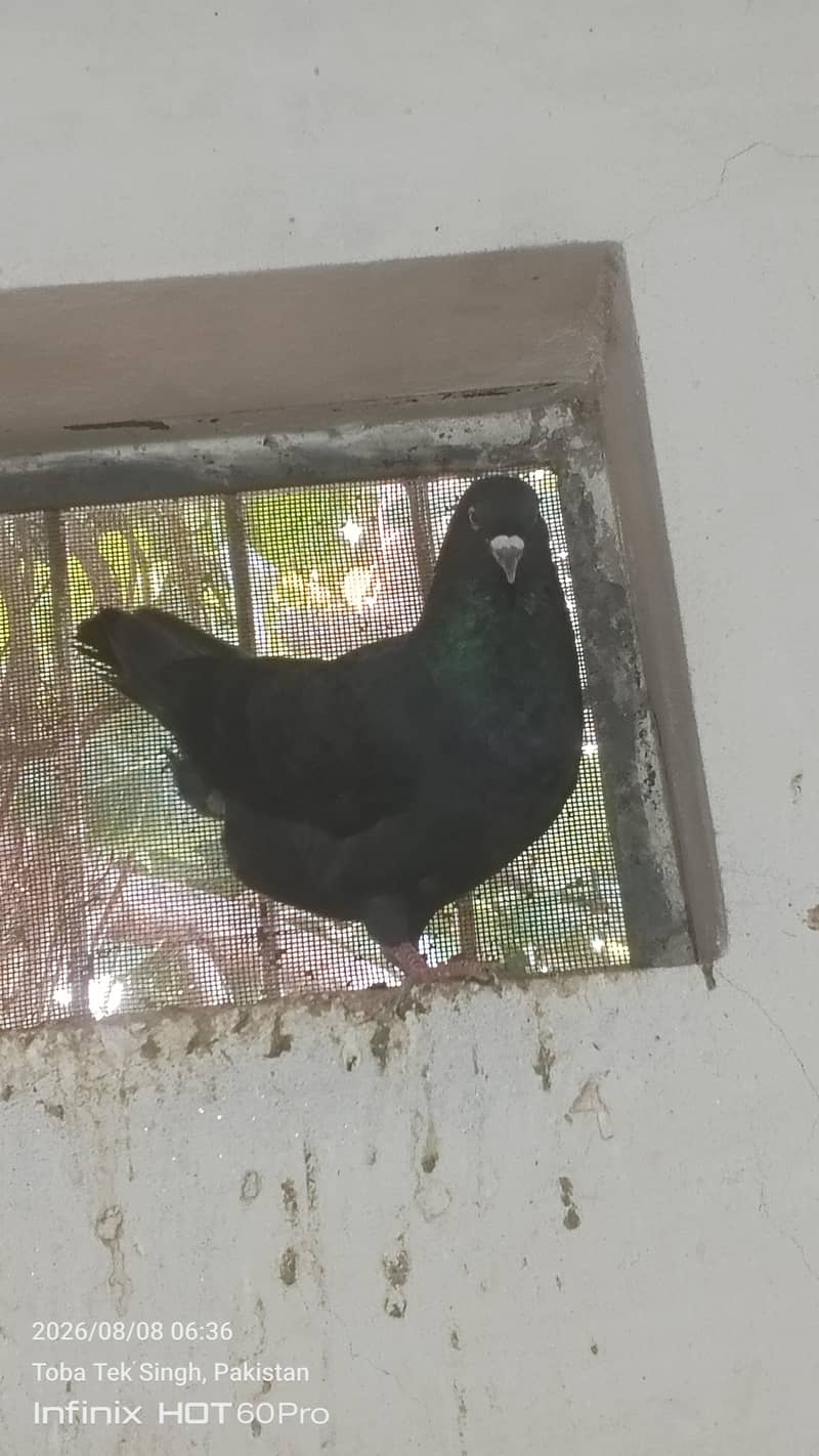 beautiful sentient chick. and king male and dasi ducks. 4