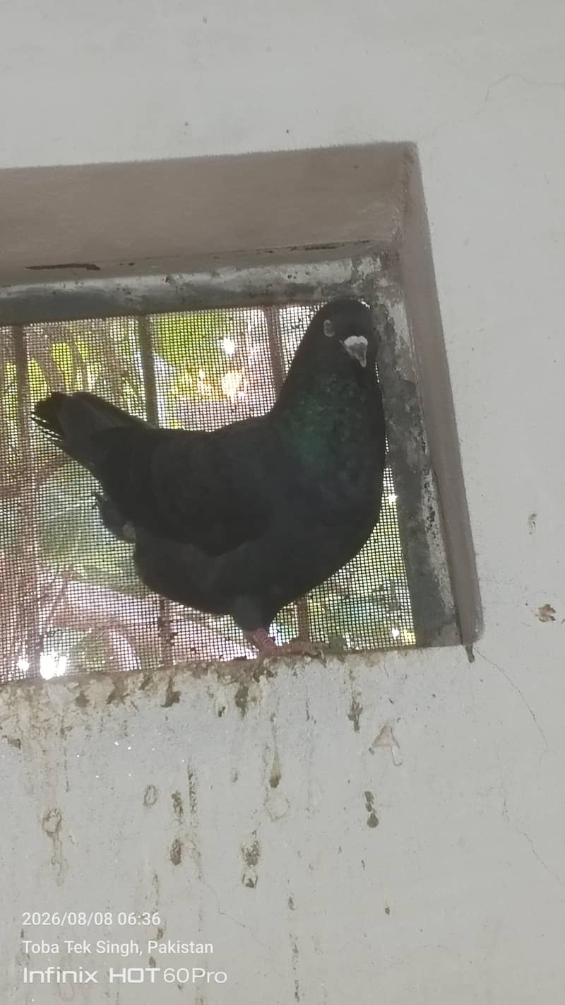 beautiful sentient chick. and king male and dasi ducks. 5