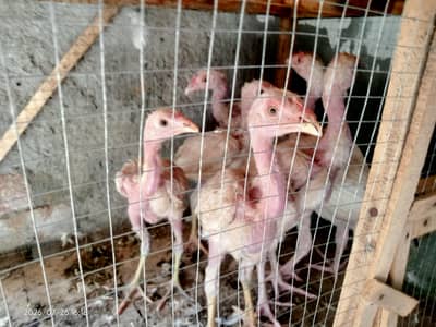 Pure heera aseel chicks