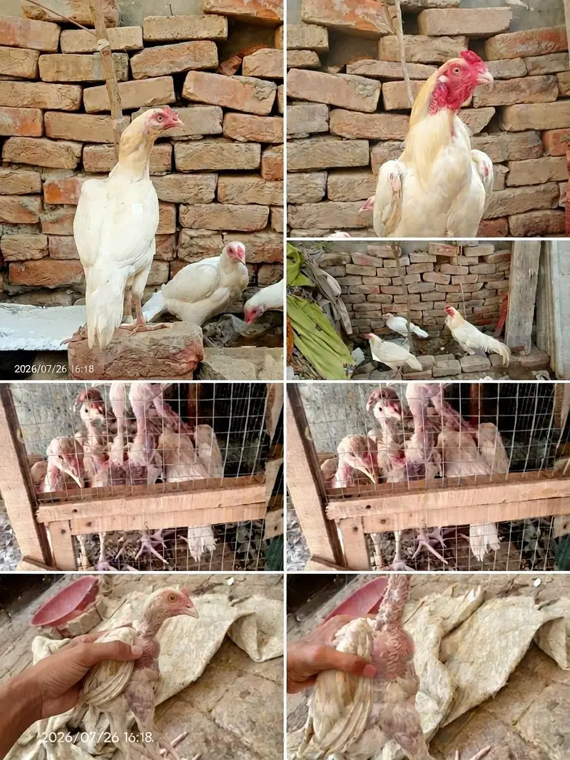 Pure heera aseel chicks — photo 2