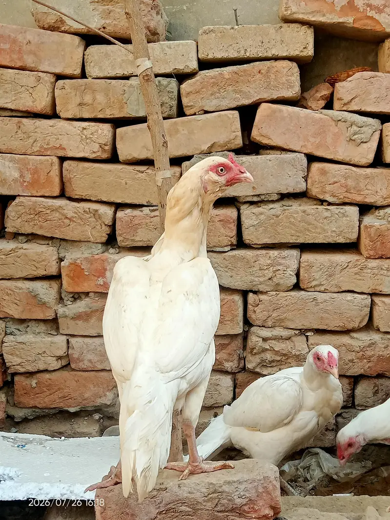 Pure heera aseel chicks — photo 3