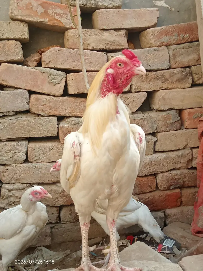 Pure heera aseel chicks — photo 4