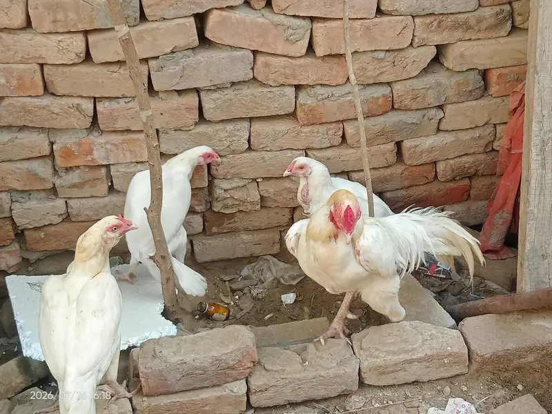 Pure heera aseel chicks — photo 5