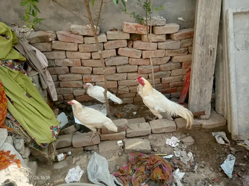 Pure heera aseel chicks — photo 6