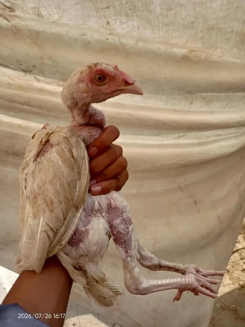 Pure heera aseel chicks — photo 7