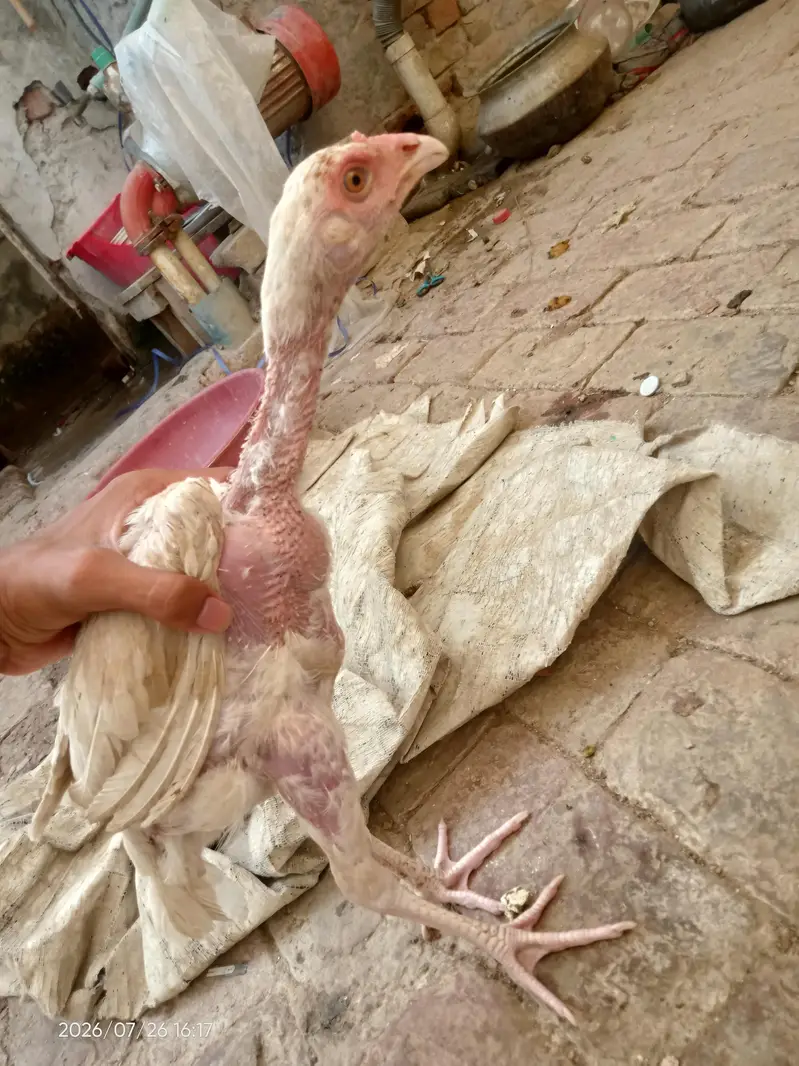Pure heera aseel chicks — photo 8