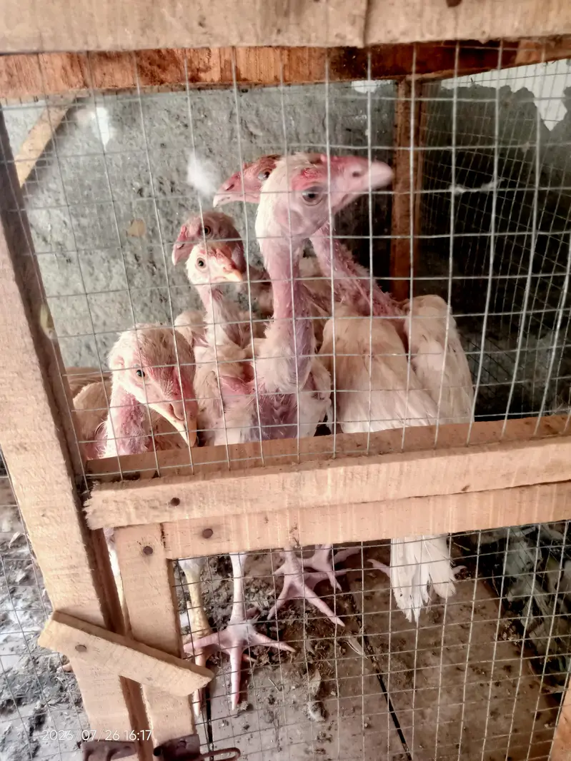 Pure heera aseel chicks — photo 9
