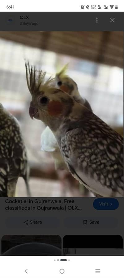 cocktiel